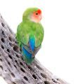 Peach Faced Lovebird Stands