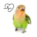 Peach Faced Lovebird Supplements