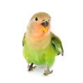 Peach Faced Lovebird Supplies