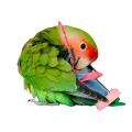 Peach Faced Lovebird Toys