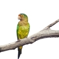 Peach Fronted Conure Accessories