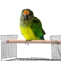 Peach Fronted Conure Cages