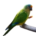 Peach Fronted Conure Food