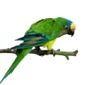 Peach Fronted Conure Stands