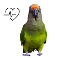 Peach Fronted Conure Supplements