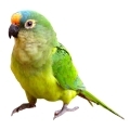 Peach Fronted Conure Supplies