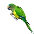 Peach Fronted Conure Treats