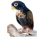 Pionus Parrot Stands