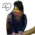 Pionus Parrot Supplements