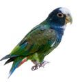 Pionus Parrot Supplies