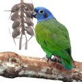 Pionus Parrot Toys