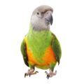 Poicephalus Parrot Supplies