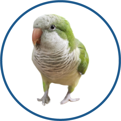 Quaker