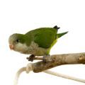 Monk Parakeet Stands