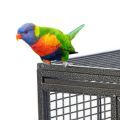Rainbow Lorikeet Cages