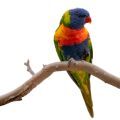 Rainbow Lorikeet Stands