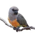 Red Bellied Parrot Accessories
