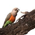 Red Bellied Parrot Stands