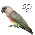 Red Bellied Parrot Supplements