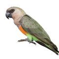 Red Bellied Parrot Supplies