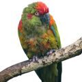 Red Fronted Macaw Accessories