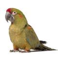 Red Fronted Macaw Cages