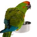 Red Fronted Macaw Food