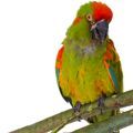 Red Fronted Macaw Stands
