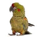 Red Fronted Macaw Supplements