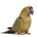 Red Fronted Macaw Supplies