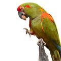 Red Fronted Macaw Treats