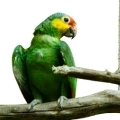 Red Lored Amazon Accessories