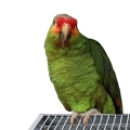 Red Lored Amazon Cages