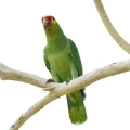 Red Lored Amazon Stands