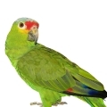 Red Lored Amazon Supplies