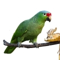Red Lored Amazon Treats