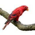 Red Lory Accessories
