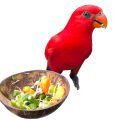 Red Lory Food