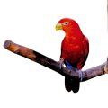 Red Lory Stands