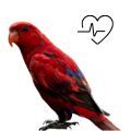 Red Lory Supplements
