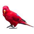 Red Lory Supplies