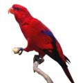 Red Lory Treats