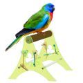Scarlet Chested Parakeet Parrot Stands