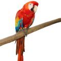 Scarlet Macaw Accessories