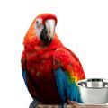 Scarlet Macaw Food
