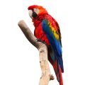 Scarlet Macaw Stands