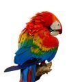 Scarlet Macaw Supplements