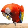 Scarlet Macaw Treats