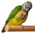 Senegal Parrot Food