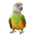 Senegal Parrot Supplies